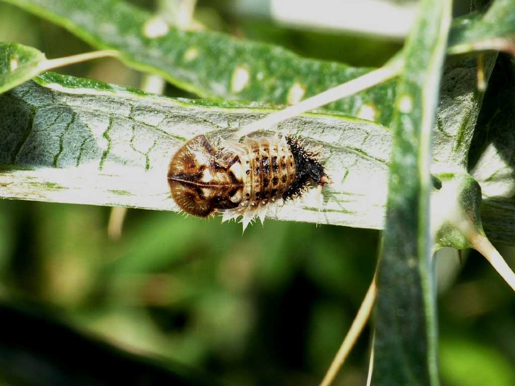 Cassida deflorata: adulto, larva e pupa